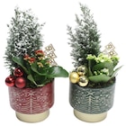 Composition de plantes - Carrefour à Metz Composition de plantes en promo chez Carrefour Metz à 9,99 €