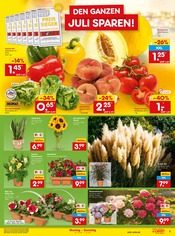 Dekoration im Netto Marken-Discount Prospekt in Kaarst Aktueller Netto Marken-Discount Prospekt mit Dekoration, "Aktuelle Angebote", Seite 7