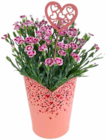 Pink Kisses oder I love you von GARDENLINE im aktuellen ALDI Nord Prospekt für 2,99 €