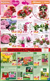 Orchidee Angebot im aktuellen Norma Prospekt auf Seite 11