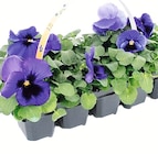 Stiefmütterchen o. Hornveilchen bei Wreesmann im Zörbig Prospekt für 1,99 €