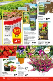 Garten im Hellweg Prospekt in Halberstadt Aktueller Hellweg Prospekt mit Garten, "Die Profi-Baumärkte", Seite 14