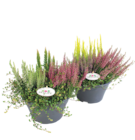 Calluna vulgaris „Skylife“ im Angebot bei Raiffeisen Rhein-Ahr-Eifel Handelsgesellschaft mbH in Trier Calluna vulgaris „Skylife“ Angebote bei Raiffeisen Rhein-Ahr-Eifel Handelsgesellschaft mbH Trier für 11,99 €