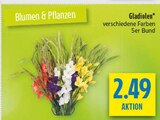 Gladiolen im diska Prospekt Gladiolen von im aktuellen diska Prospekt für 2,49 €