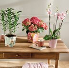 Hortensia pot 14 cm dans un sac en promo chez Intermarché Super Mérignac à 14,99 €