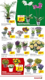 Lavendel im toom Baumarkt Prospekt in Gelsenkirchen Aktueller toom Baumarkt Prospekt mit Lavendel, "Respekt, wer's selber macht.", Seite 3
