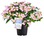 Hortensie „Bloombuster“ (Hydrangea) von GROW by OBI für 27,99 € bei OBI im Angebot Hortensie „Bloombuster“ (Hydrangea) von GROW by OBI im aktuellen OBI Prospekt