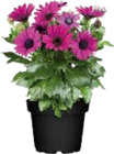 Kapkörbchen (Osteospermum) bei Globus-Baumarkt im Kitzingen Prospekt für 2,49 €