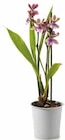 Orchideen Mix „Exotisch“ im Angebot bei Netto mit dem Scottie in Potsdam Orchideen Mix „Exotisch“ Angebote bei Netto mit dem Scottie Potsdam für 3,99 €