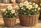 Aktuelles Christrose Angebot bei Netto Marken-Discount in Bremen ab 3,99 €