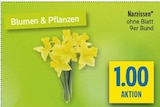 Aktuelles Narzissen Angebot bei diska in Chemnitz ab 1,00 €