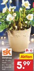 Christrose im Angebot bei Netto Marken-Discount in Erfurt Christrose Angebote von SK bei Netto Marken-Discount Erfurt für 5,99 €