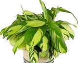 Korbmarante von Kölle im aktuellen Pflanzen Kölle Prospekt für 16,99 €