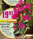 Bougainvillea "Dania Mix" im Angebot bei Hornbach in Ulm Bougainvillea "Dania Mix" Angebote von FloraSelf bei Hornbach Ulm für 19,95 €