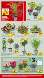 Zimmerpflanzen Angebot im aktuellen toom Baumarkt Prospekt auf Seite 4