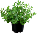 PLANTES AROMATIQUES - SANSMARQUE en promo chez Auchan Hypermarché Boulogne-Billancourt à 2,99 €