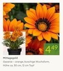Mittagsgold Gazania im Pflanzen Kölle Prospekt zum Preis von 4,49 €