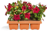 Aktuelle Pflanzen Angebote bei Netto Marken-Discount in Freiburg (Breisgau) Aktuelles Dipladenia Angebot bei Netto Marken-Discount in Freiburg (Breisgau) ab 9,99 €