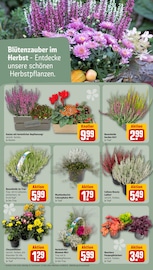 Ähnliche Hollywoodschaukel Angebote im Prospekt "Dein Markt" von REWE in Gießen Ähnliche Angebote wie Hollywoodschaukel im Prospekt "Dein Markt" auf Seite 16 von REWE in Gießen
