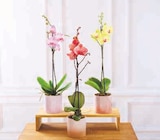 Orchidée 1 Tige XL en promo chez U Express Orchidée 1 Tige XL dans le catalogue U Express