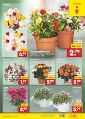 Stauden im Netto Marken-Discount Prospekt in Wiesbaden Aktueller Netto Marken-Discount Prospekt mit Stauden, "Aktuelle Angebote", Seite 9