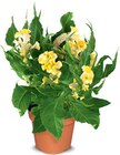 Celosia Hahnenkamm im Angebot bei Netto Marken-Discount in Laatzen Celosia Hahnenkamm Angebote bei Netto Marken-Discount Laatzen für 2,99 €