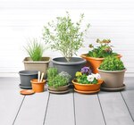 Aktuelles Blumentopf Angebot bei Netto mit dem Scottie in Rostock ab 0,69 €