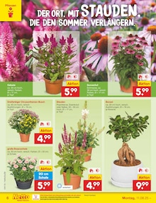 Zimmerpflanzen im aktuellen Netto Marken-Discount Prospekt (Dortmund) Zimmerpflanzen im Netto Marken-Discount Prospekt "Aktuelle Angebote" mit 61 Seiten (Dortmund)