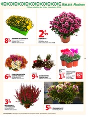 Chrysanthèmes en promo dans le catalogue Auchan Hypermarché à la page 37