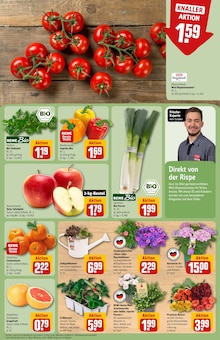 Pflanzen im aktuellen REWE Prospekt (Chemnitz) Pflanzen im REWE Prospekt "Dein Markt" mit 34 Seiten (Chemnitz)