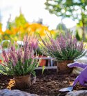 Raiffeisenmarkt - Knospenblüher-Heide „Beauty Ladies“. Calluna „Beauty Ladies“ Angebot im Prospekt Knospenblüher-Heide „Beauty Ladies“. Calluna „Beauty Ladies“ bei Raiffeisenmarkt im Prospekt "" für 1,79 €