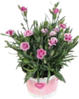 Aktuelle Blumen Angebote bei Globus-Baumarkt in Hamburg Aktuelles Duft-Nelken (Dianthus) Angebot bei Globus-Baumarkt in Hamburg ab 1,99 €