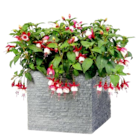 Fuchsien oder Geranien bei Thomas Philipps im Passau Prospekt für 3,99 €