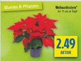 Weihnachtsstern Angebote bei diska Weiden für 2,49 €