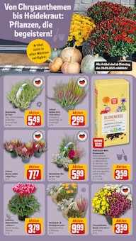 Blumenerde im REWE Prospekt "Dein Markt" mit 39 Seiten (Hamburg)