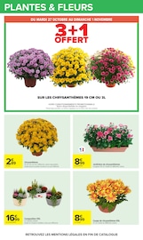 Promos Chrysanthèmes dans le catalogue "Carrefour" de Carrefour Chrysanthèmes en promo dans le catalogue Carrefour à la page 31