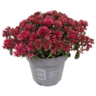 FettHenne im Angebot bei Blumen Ostmann in Bremen FettHenne Angebote bei Blumen Ostmann Bremen für 6,99 €