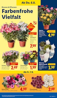 Blumen im aktuellen Lidl Prospekt (Wuppertal) Blumen im Lidl Prospekt "LIDL LOHNT SICH" mit 69 Seiten (Wuppertal)