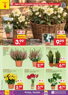 Pflanzen im aktuellen Netto Marken-Discount Prospekt (Braunschweig) Pflanzen im Netto Marken-Discount Prospekt "Aktuelle Angebote" mit 71 Seiten (Braunschweig)