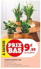 Plante Fleurie Luxe - Super U à Orléans Plante Fleurie Luxe en promo chez Super U Orléans à 9,99 €