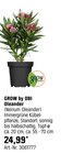 Oleander bei OBI im Prospekt "" für 24,99 €