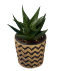 Succulente en pot céramique - Lidl à Quimper Succulente en pot céramique en promo chez Lidl Quimper à 2,49 €