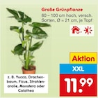 Große Grünpflanze Angebote bei Netto Marken-Discount Offenburg für 11,99 €