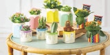 Mixte kalanchoe cactus - U Express à Saint-Étienne Mixte kalanchoe cactus en promo chez U Express Saint-Étienne à 9,98 €