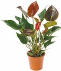 Anthurie „Flamingo-blume“ für 3,69 € bei Netto mit dem Scottie im Angebot Anthurie „Flamingo-blume“ im aktuellen Netto mit dem Scottie Prospekt