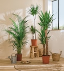 Plante verte pot 24 cm à 21,99 € dans le catalogue Intermarché Super