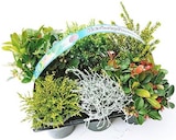 Herbst-Mix im Angebot bei Thomas Philipps in Oberhausen Herbst-Mix Angebote bei Thomas Philipps Oberhausen für 5,99 €
