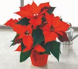 Poinsettia en promo chez U Express Saint-Maur-des-Fossés à 8,99 €