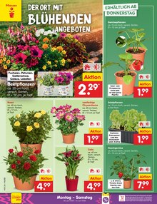 Tomaten im aktuellen Netto Marken-Discount Prospekt (Braunschweig) Tomaten im Netto Marken-Discount Prospekt "Aktuelle Angebote" mit 67 Seiten (Braunschweig)