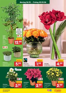 Pflanzen im aktuellen Netto Marken-Discount Prospekt (Jena) Pflanzen im Netto Marken-Discount Prospekt "Aktuelle Angebote" mit 74 Seiten (Jena)